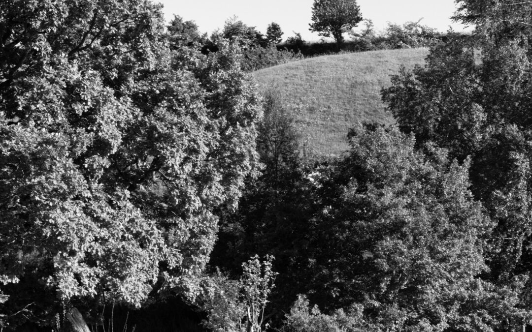 A tree on the hill