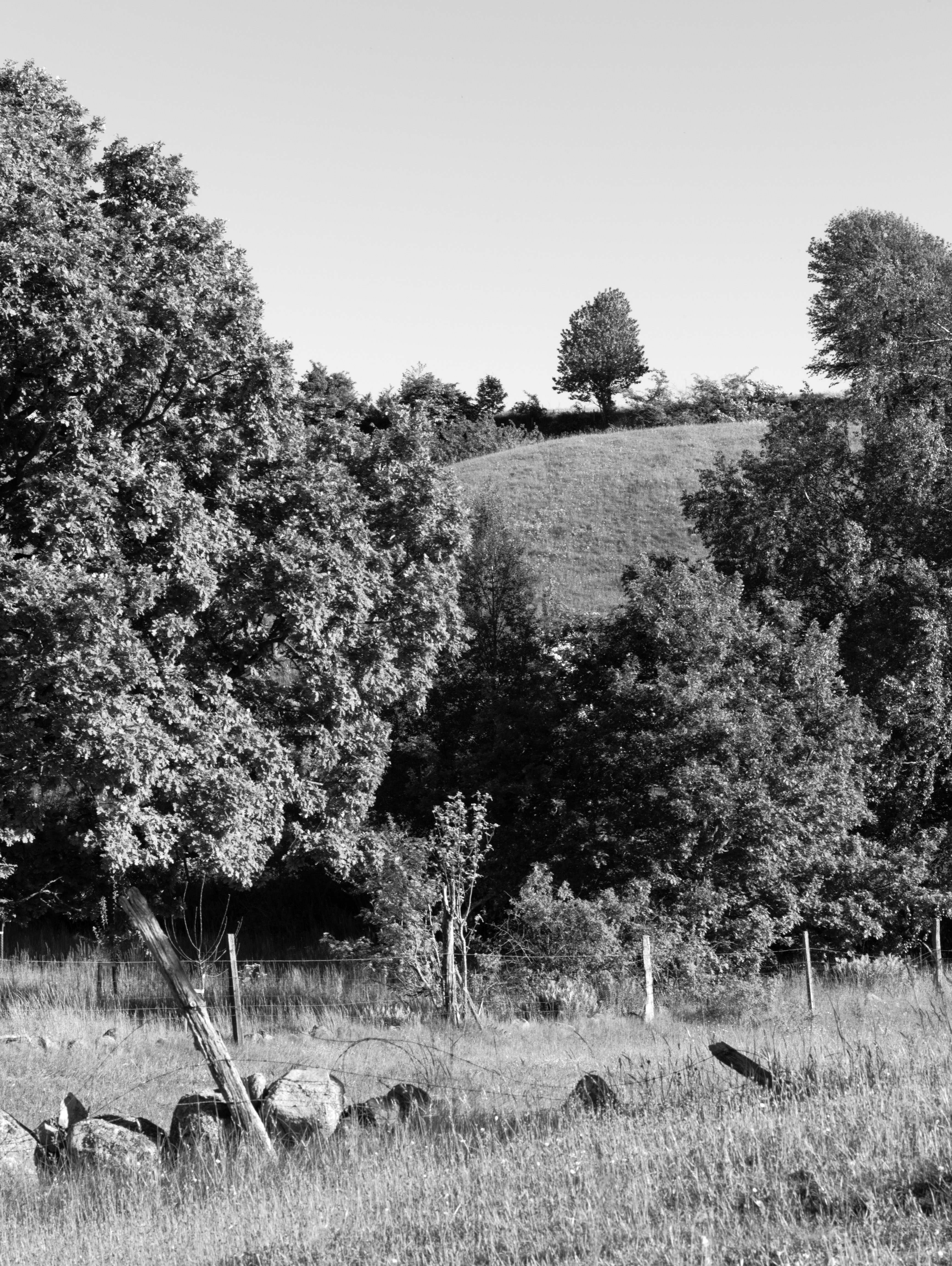 A tree on the hill at Brösarps backar (Brösarp, Sweden) with Leica M Monochrom (Leica Macro-Elmar-M 90mm f/4) by Magnus L Andersson (photography.anderssoneklund.se) at 2013-06-06 18:01:44